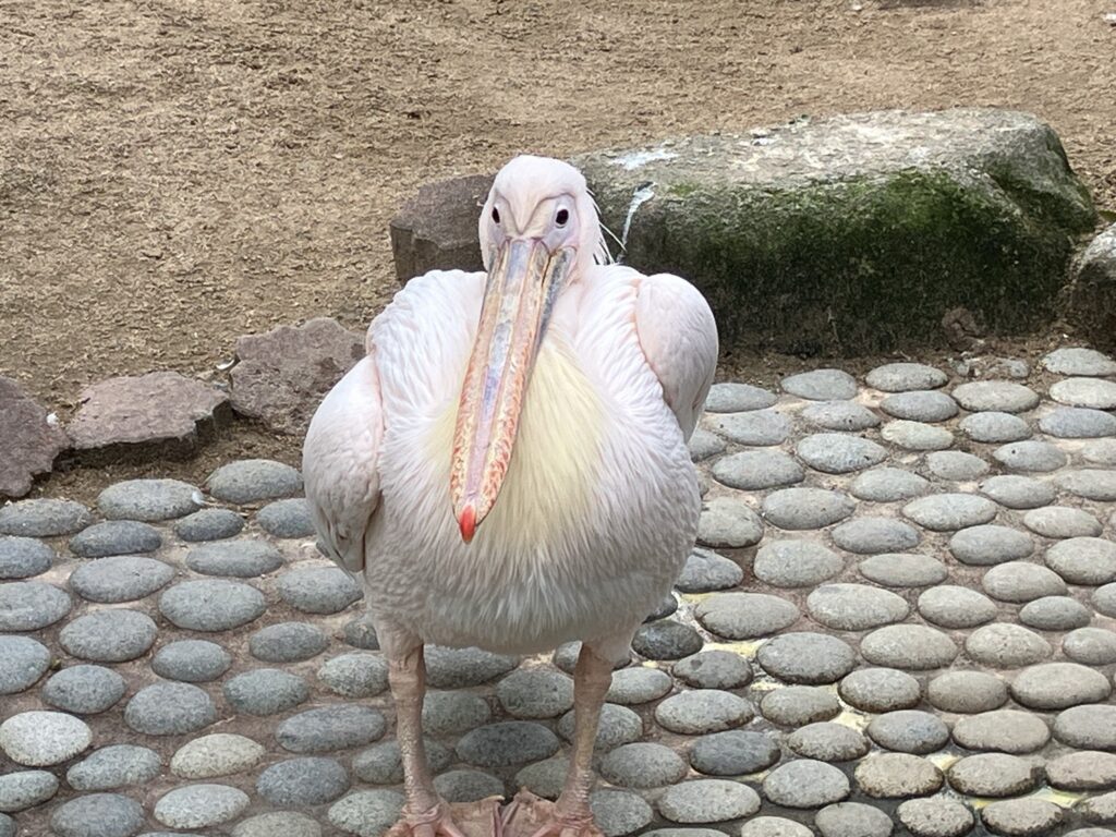 久留米市 鳥類センター フラミンゴ