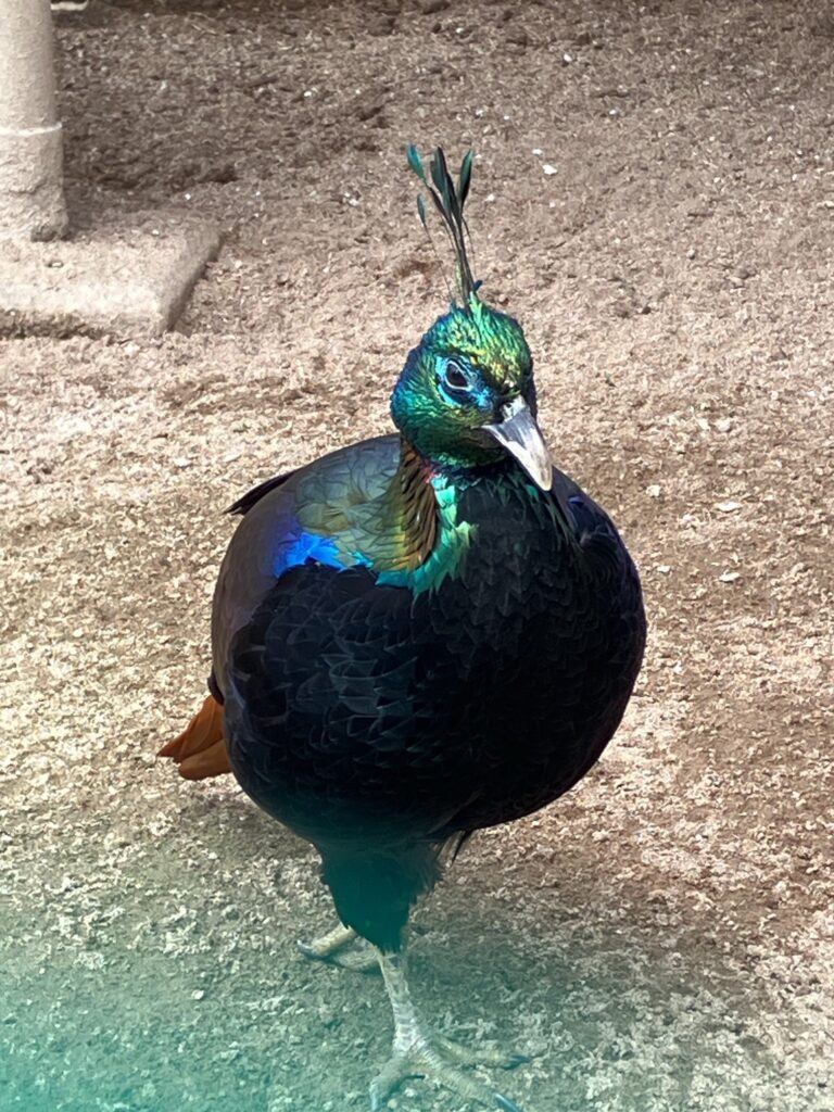 久留米市 鳥類センター ニジキジ