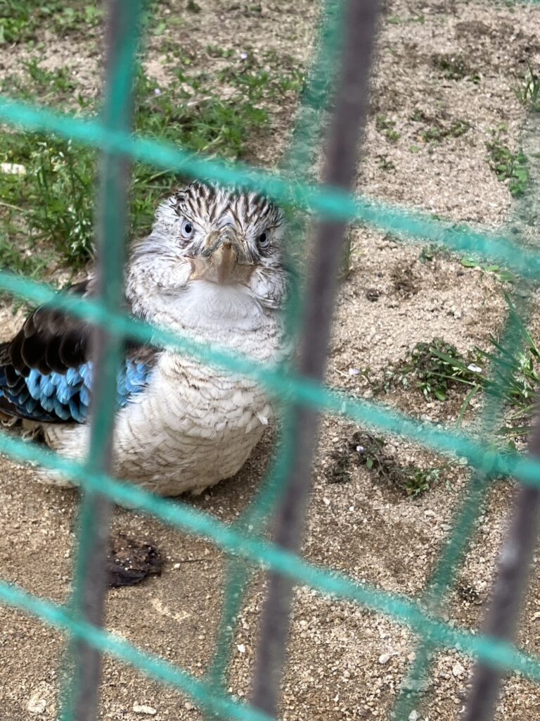 久留米市 鳥類センター カワセミ