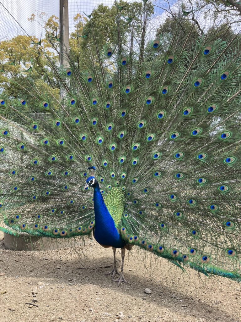 久留米市 鳥類センター クジャク