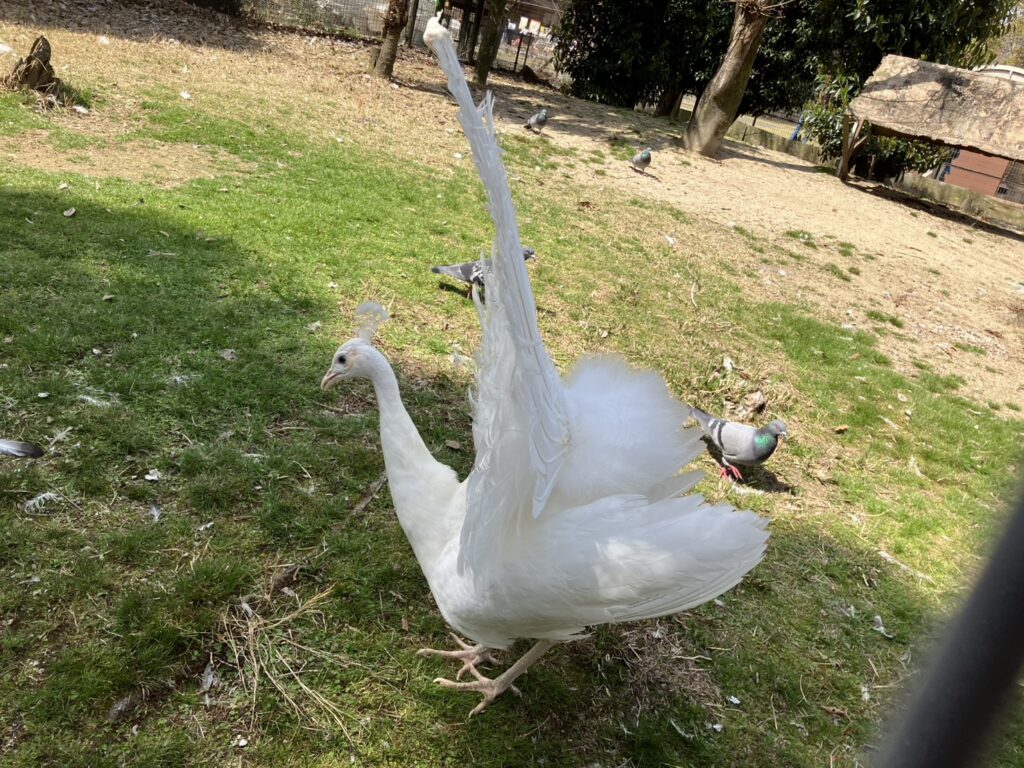 久留米市 鳥類センター 孔雀