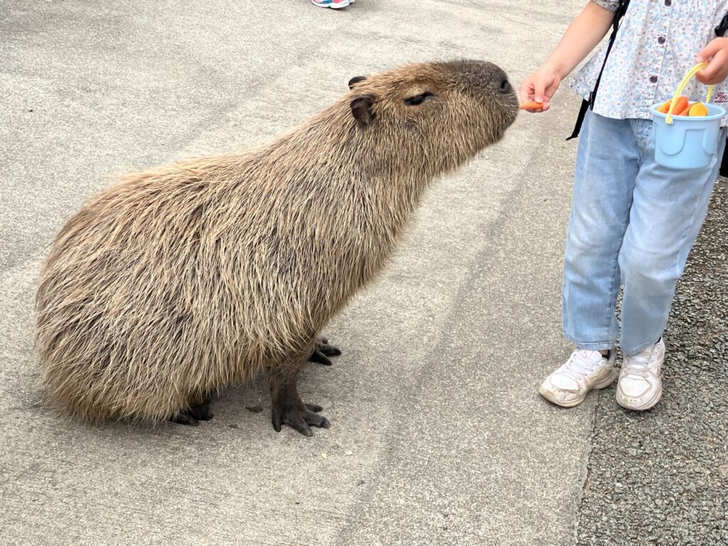 阿蘇ミルクファーム ふれあい動物園