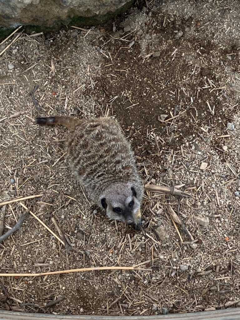 阿蘇ミルクファーム ふれあい動物園