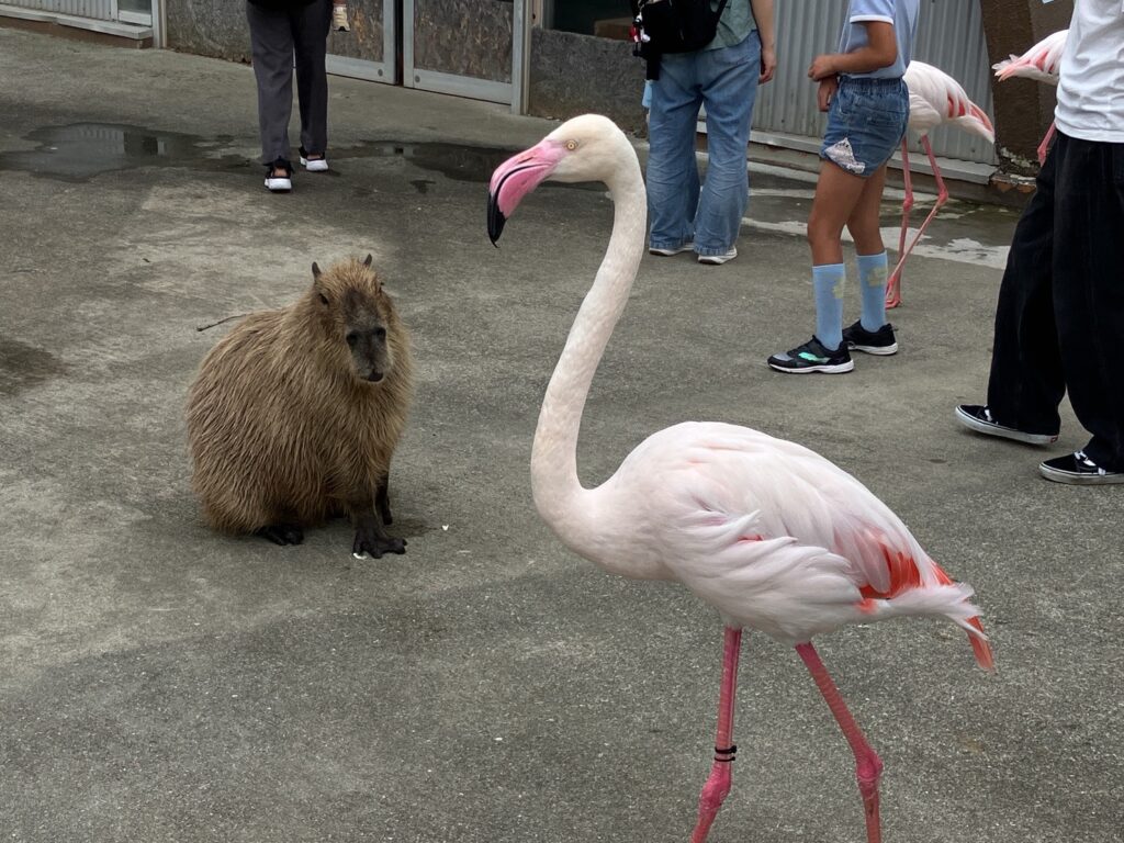 阿蘇ミルクファーム ふれあい動物園