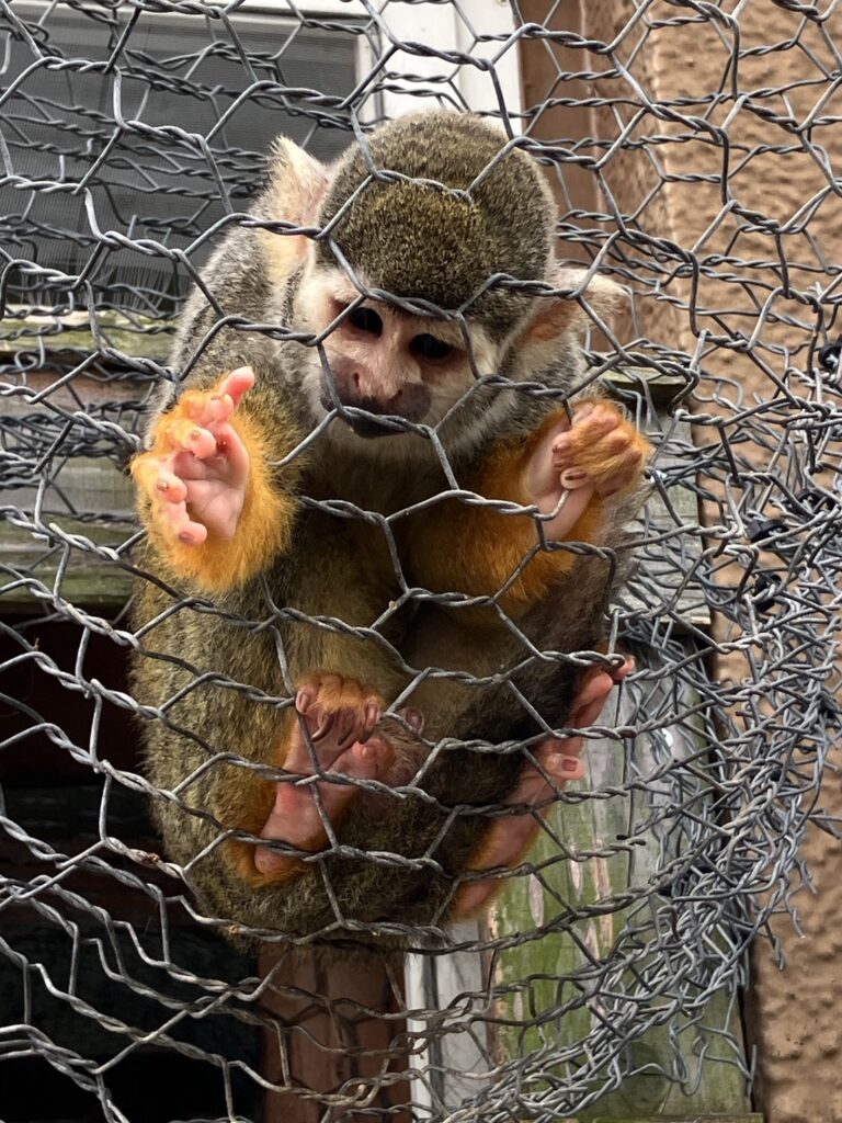 阿蘇ミルクファーム ふれあい動物園