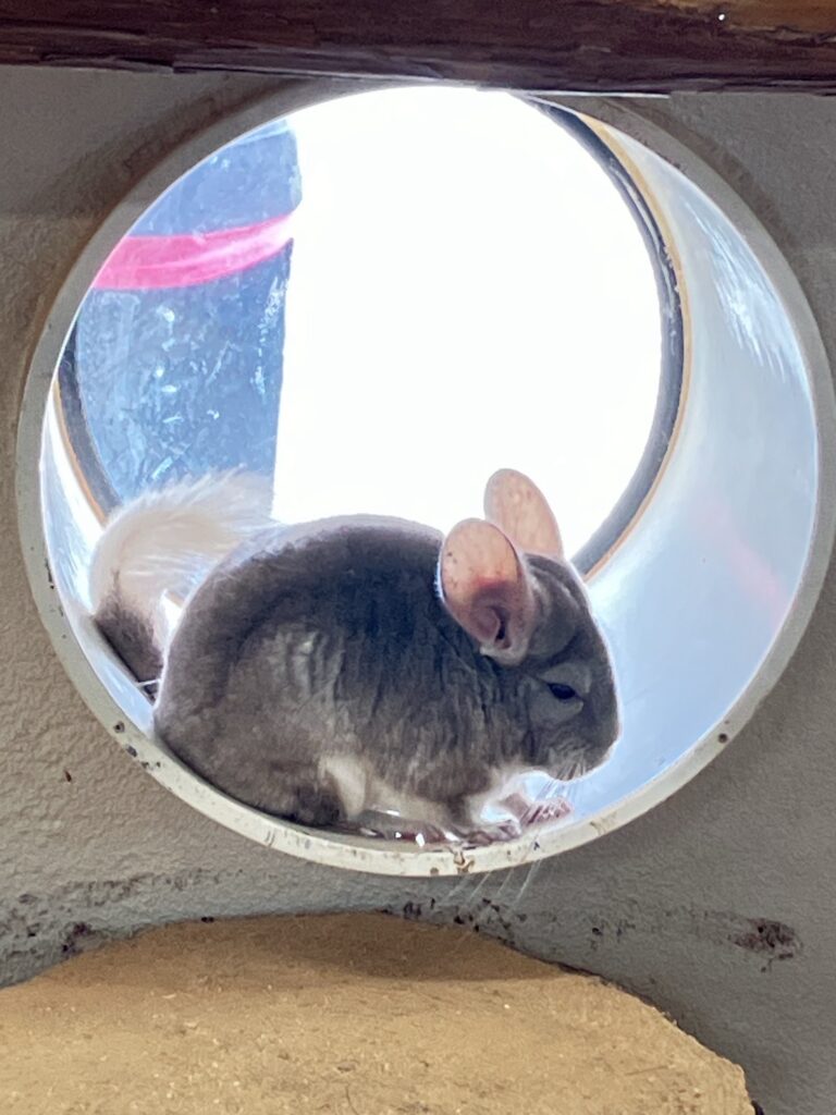 阿蘇ミルクファーム ふれあい動物園