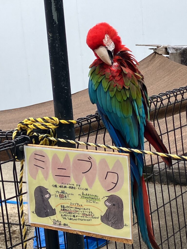 阿蘇ミルクファーム ふれあい動物園