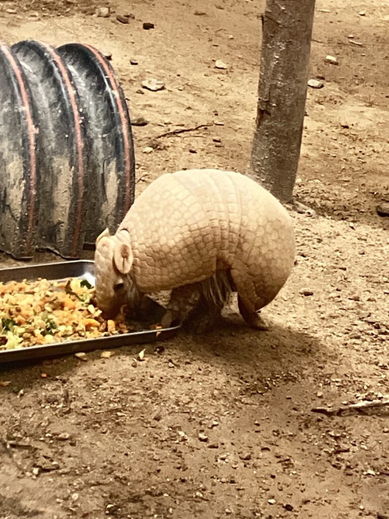 平川動物園　アルマジロ