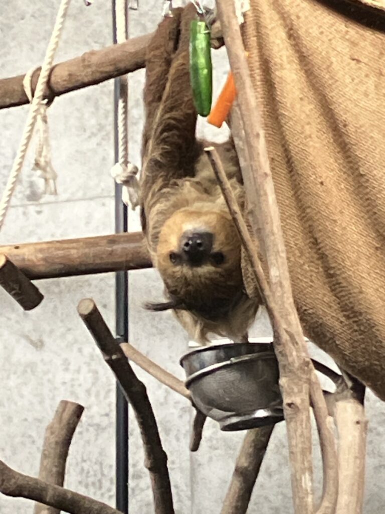平川動物園　ナマケモノ