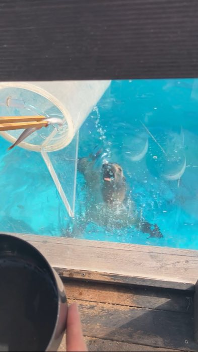 アザラシの餌やり体験