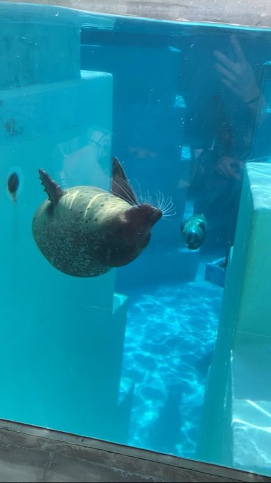 餌を待つアザラシ