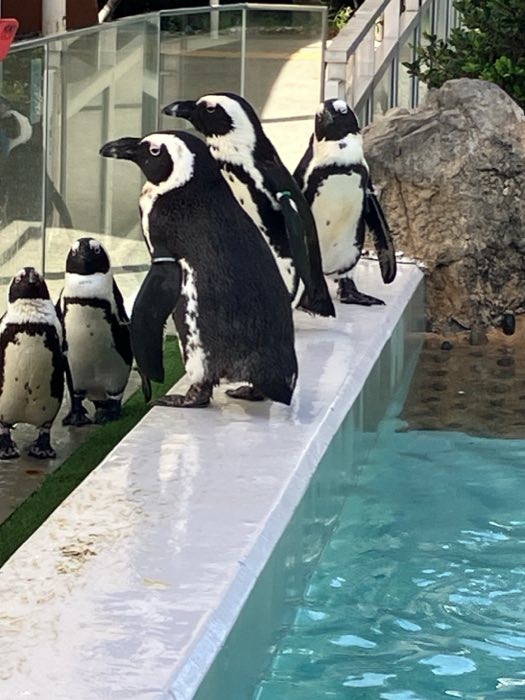 ペンギン