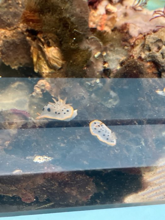 ウミウシ
